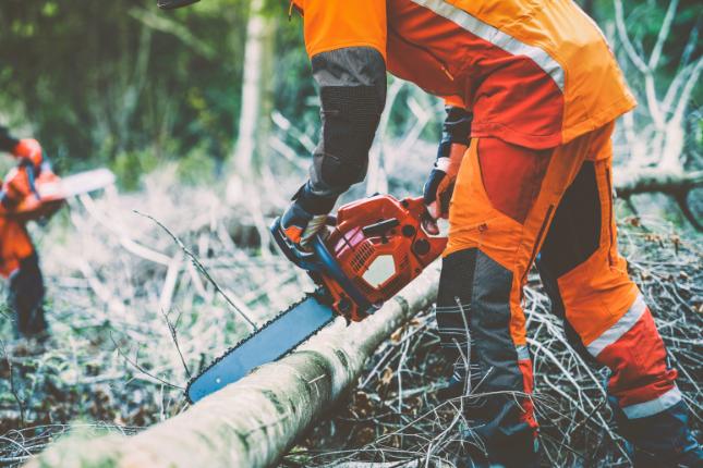 Chainsaw Training in Abbots Langley WD5 0